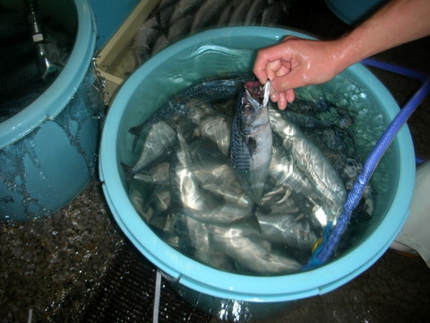 DSCN4352.jpg