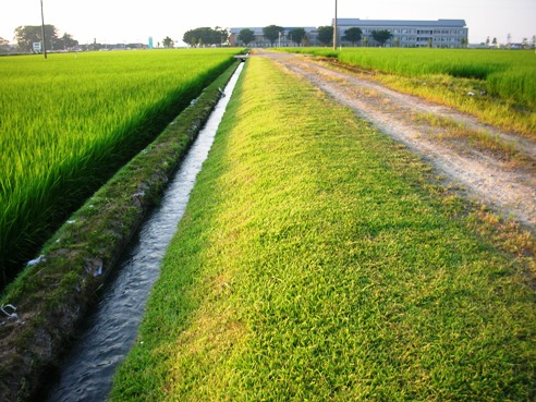 緑のあぜ道: 田んぼのこの頃